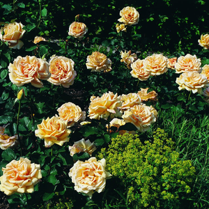 Жълт - Чайно хибридни рози 